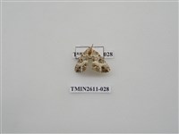 藏品(尺蛾128)的圖片